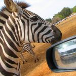 Ramat Gan Safari