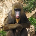 Jerusalem Biblical Zoo