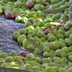 ‘Tis the season: Olive picking in Israel