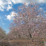 Tis the season…for almond blossoms in Israel!
