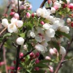 Spring in Israel – time for cherry and apple blossoms in the Golan Heights!