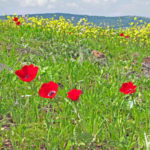 Spring in the desert: the amazing Darom Adom Festival!
