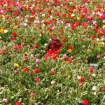 Another one for all the family: the annual flower picking festival on Moshav Kedma