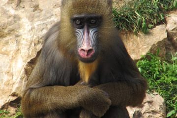 Jerusalem Biblical Zoo