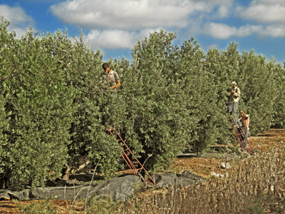 Olive picking in Israel