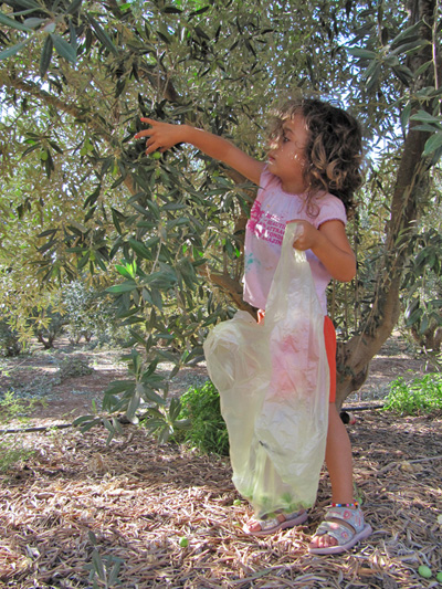 Olive picking in Israel