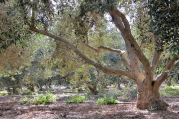Olive picking in Israel