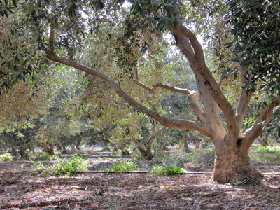 Olive picking in Israel