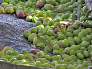 Olive picking in Israel