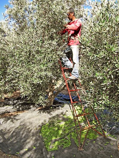 Olive picking in Israel