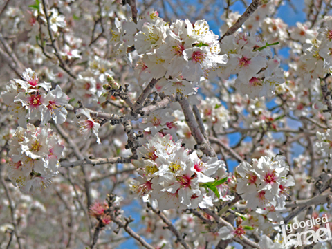 almond blossoms in Israel