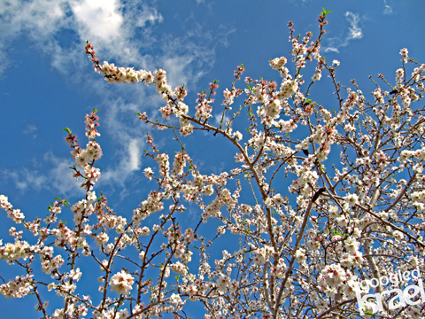 almond blossoms in Israel