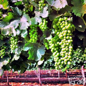 galilee and golan wine